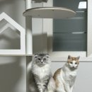 야옹아 놀자 포항점 이미지