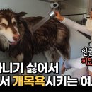 씻고올개 이미지