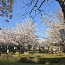 안산천1 | 안산 가볼만한곳 '화랑유원지' 벚꽃 개화 상황 (2026년 4월 피크닉 후기)