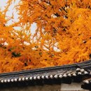 제10회 은행마을 단풍 축제 이미지