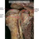 biceps tendon 이미지