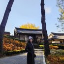 백곡재 | 가을색이 한껏 깊어진 밀양 금시당 백곡재 은행나무