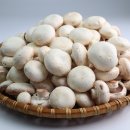 푸릇푸릇 이미지