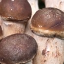 다울농장 이미지