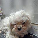 복이애견샵 이미지