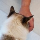 [공지] 고양이 습식 파우치 추천 무방부제 간식 겸 가정식 뽀미네이음 X 김우유