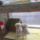 바람난 강아지 이미지