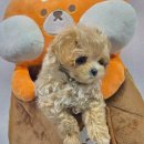 도그마루 강아지 고양이 부산점 이미지