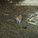 코리아대중CC | 젠스필드cc, 코리아cc 그리고 센추리21cc