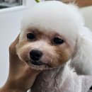 캄애견미용학원 네이버블로그