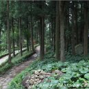 정남진 편백숲 우드랜드 이미지