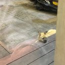 산해헌 | 칭다오 양다리구이 橙里碳烤羊腿烧烤店(城阳廊桥水岸店) 후기 (+명월산해간불야성 저녁산책까지)