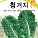 청겨자 11분 이미지