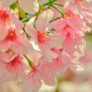 봄이오네 이미지