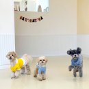 몽블리 펫샵 이미지