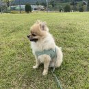BOB 애견용품 아울렛 이미지