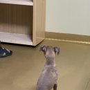 샴프네집 이미지