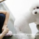 탑그루밍 이미지
