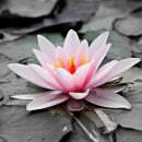 푸루샤(purusa)