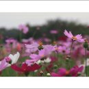 코스모스공원 이미지