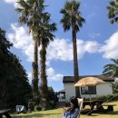 팜트리 빌리지 이미지