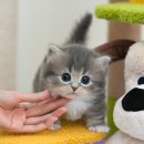 미유펫 강아지분양고양이분양 김포점 이미지