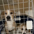 할리켄넬 이미지