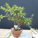 원두보건진료소 이미지