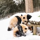 판다스노우