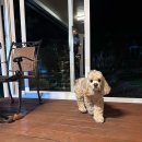 곡성 기차마을 애견동반펜션 이미지