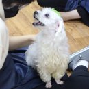 방긋시루