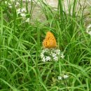 꽃별하얀 이미지