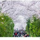 군항 진해의 벚꽃세상, 연분홍축제 열린다 이미지