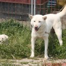 신기축산