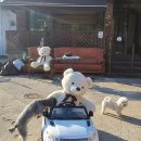 공항 가까운 전원주택 펫시터 이미지