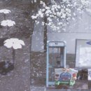 한아름노래연습장 | [대구] 청라언덕 / 지산목련아파트 / 꽃보라동산 / 방촌역 / 목련 벚꽃 명소