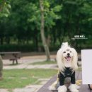 빼로(perro) 이미지
