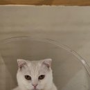 일산고양이카페, 냥냥이들 너무 이뻐요~ 냥이놀이터 후기