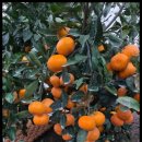 고요농장 이미지