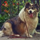 행복한 산책 이미지