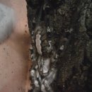 하이보리 이미지