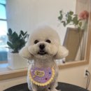 동그리펫살롱 이미지