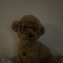 연희도그 이미지