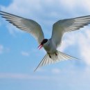 갈매기 이미지