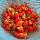 딸기 수확 이미지