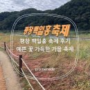 평창 | 평창 백일홍 축제 후기 예쁜 꽃 가득 가을 축제