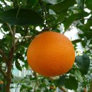 오랜지 이미지