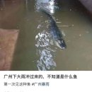 광저우 악어공원에 홍수가 나서 시내 곳곳에서 악어가 발견됐다는 소문이 돌고 있다(영상) 이미지