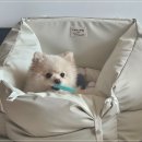 펫드라이브 | 초코펫 차량용 카시트 솔직 후기 – 반려견과 안전한 드라이브
