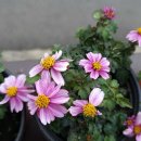 꽃보다부동산공인중개사사무소 이미지